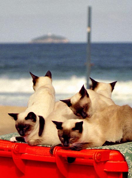 Siamese cats