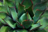 Cacti At Torrey Pines