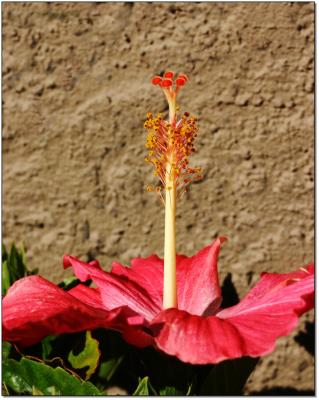Hibiscus, sideview