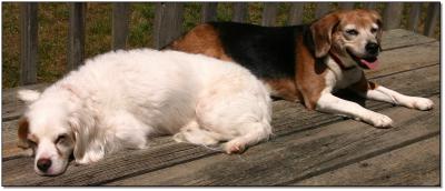 sunny afternoon