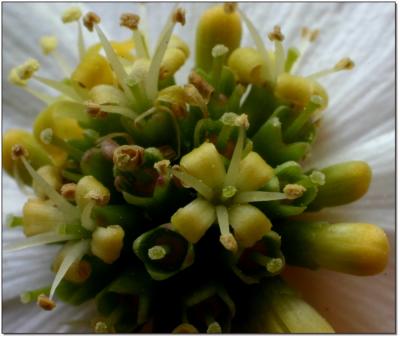 the *REAL* dogwood flower