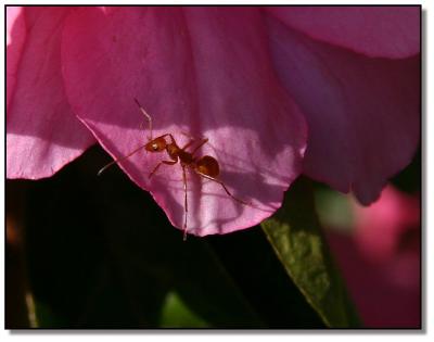 a pink Ant