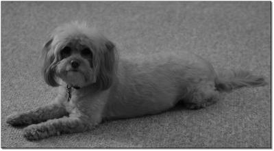 Lily
