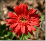 Gerber daisy, 1st of 2004