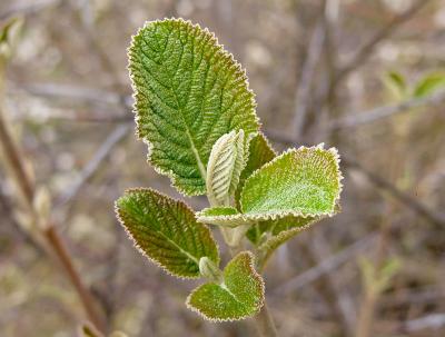 Leaf buds.jpg