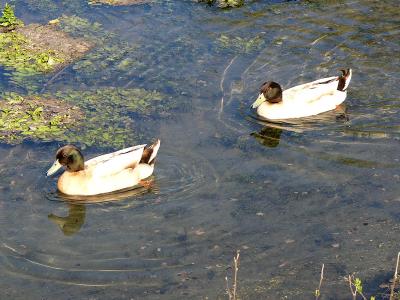 2 ducks swimming.jpg