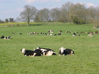 Cows in field.jpg