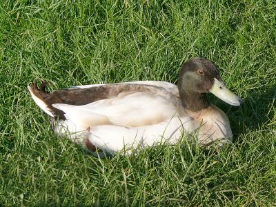 Duck resting.jpg