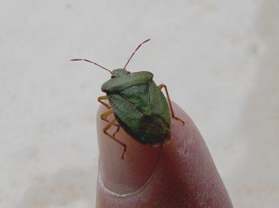 Beetle on finger.jpg