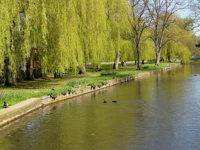 u43/bobw66/medium/28274262.Willowtrees.jpg