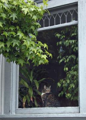 CAT IN THE WINDOW