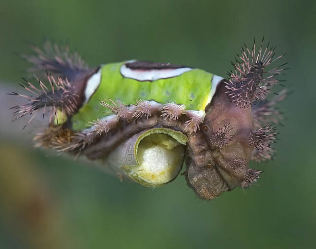Saddleback Caterpillar.jpg
