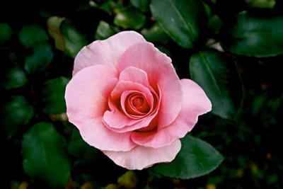 Pink Rose 2.jpg