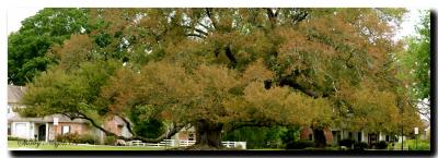 ancient_oaks