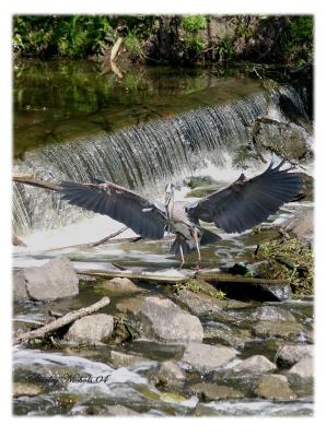 Louisiana-blue heron-take-off.jpg