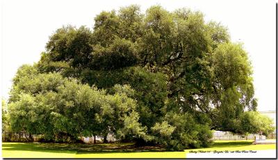 New River Canal-Gonzales-oak.jpg