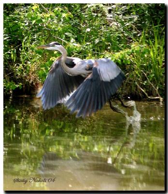 blue heron-take-off-2.jpg
