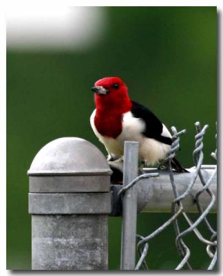 Louisiana woodpeckers