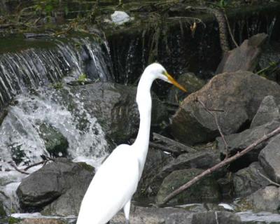 Egret and the snake