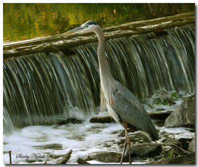 blue heron-13.jpg