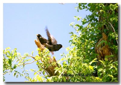 starlings meet red head woodpeckers.jpg