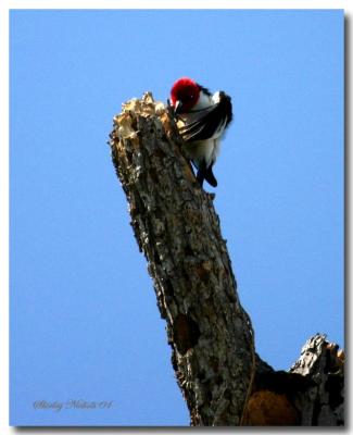 red head woodpecker stands her ground