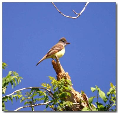 yellow-bellied fly catcher