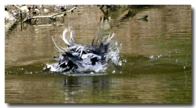 Blue heron having a nerous breakdown.jpg