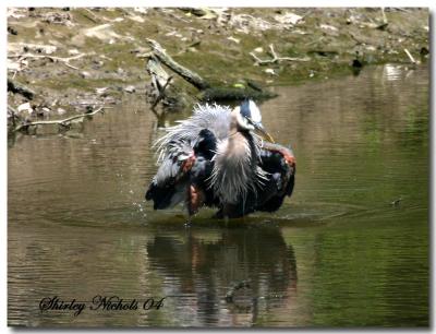 Blue heron having a bad day.jpg