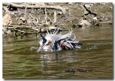 Blue heron having a breakdown