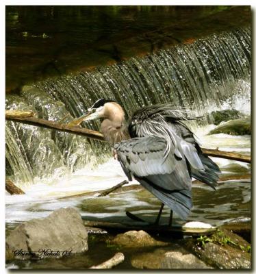 blue heron ruffled.jpg