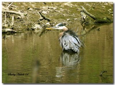 Blue heron takes a bath when water is low.jpg