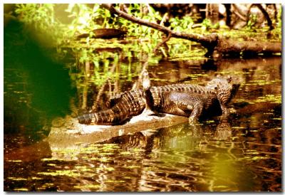Louisiana ally gator-2.jpg