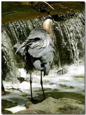 Louisiana blue heron wears a bustle