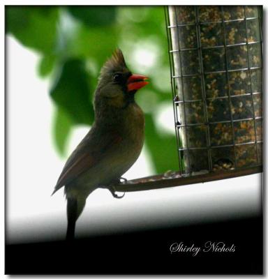female cardinal at feeder.jpg