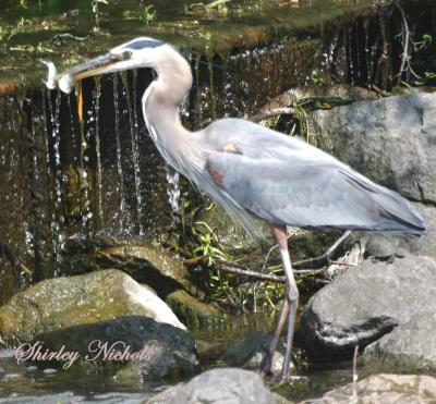 Heron gets a two fer