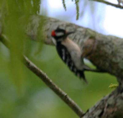 hairy woodpecker-first sighting