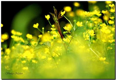 Wildflowers of southern Louisiana