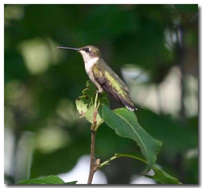 Hummer in tree-5.jpg