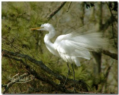 Nesting egret -2.jpg