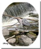 Louisiana-blue-heron-skipping over rocks.jpg