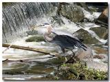 blue-heron-and fish.jpg