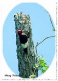 red-head-woodpecker-1.jpg