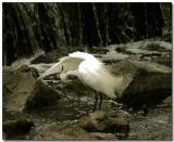 Snowy egret-under my wing