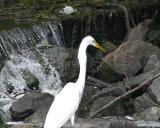 Egret and the snake