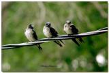 barn swallows enjoy a spring rain