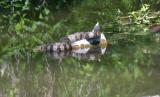 Louisiana rattlesnake in new river canal