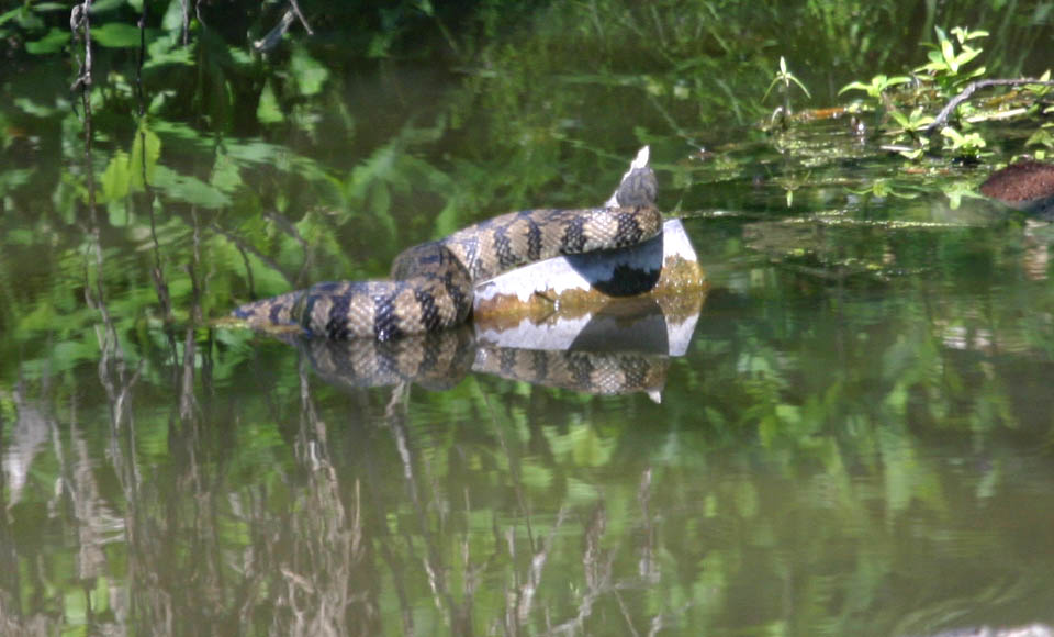 Louisiana rattlesnake in new river canal