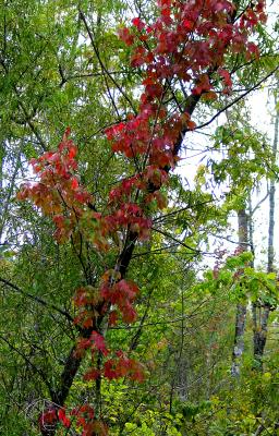 Swamp-Maple-in-Fall-Color.jpg