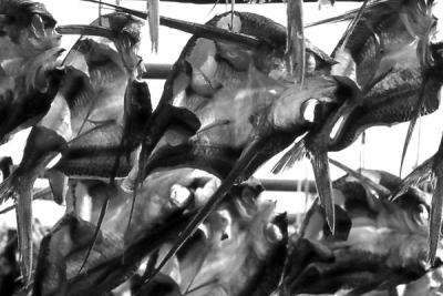 unsorted-0048
